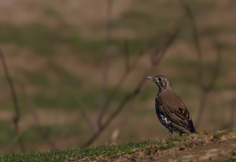 Mistle Thrush