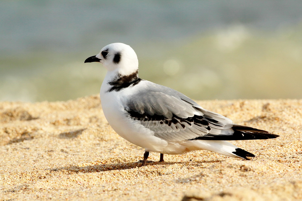 Black-legged Kittiwake