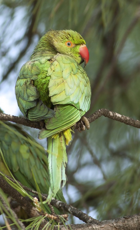 Rose-ringed Parakeet