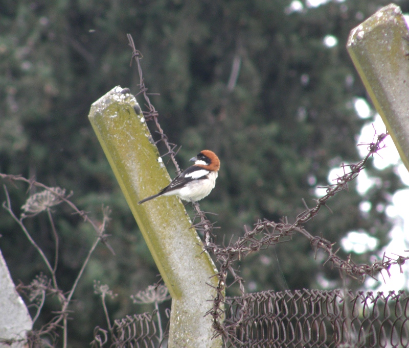 Woodchat Shrike
