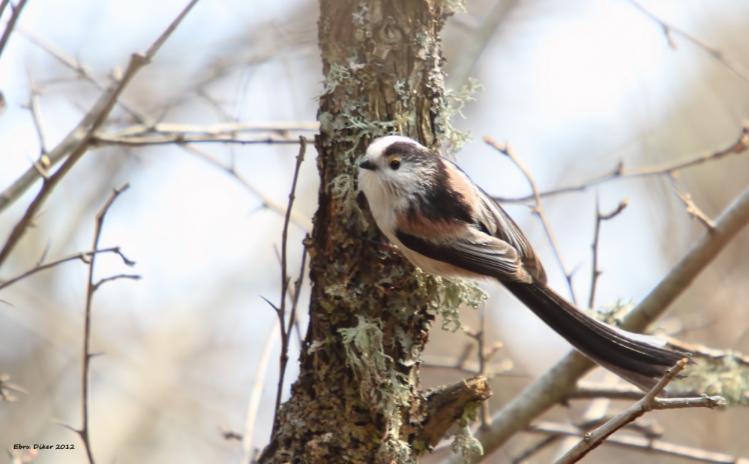 Long-tailed Tit