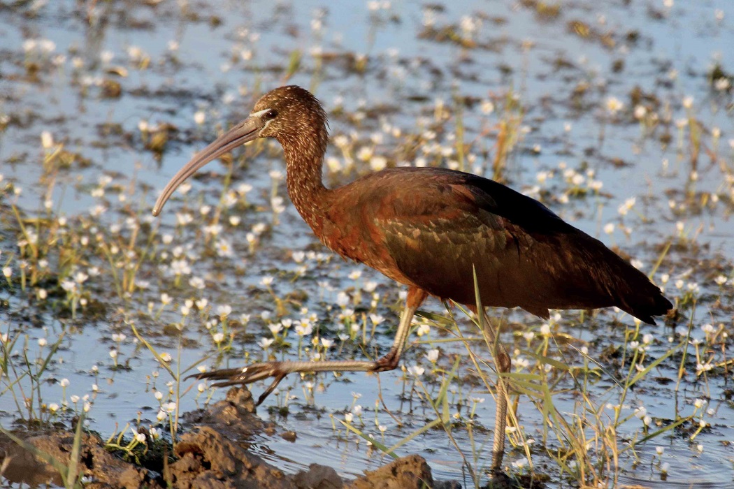 Glossy Ibis