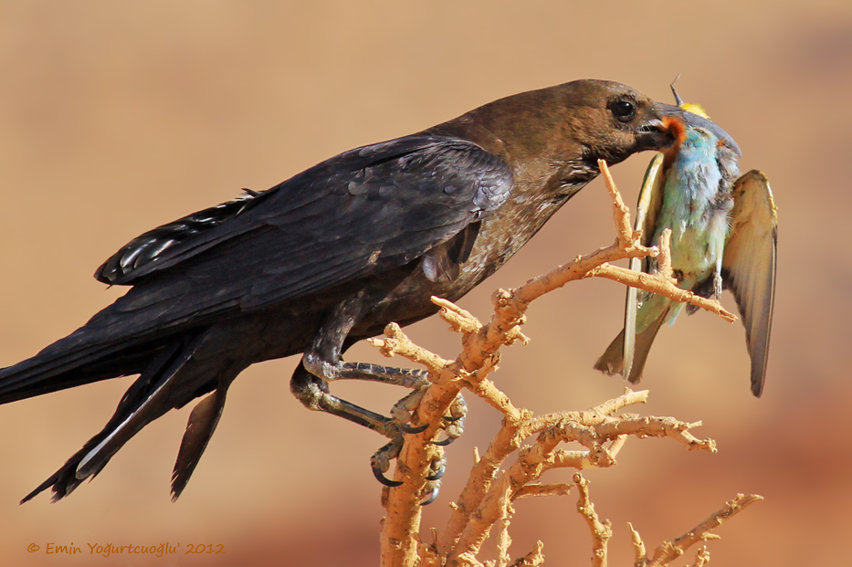 Brown-necked Raven