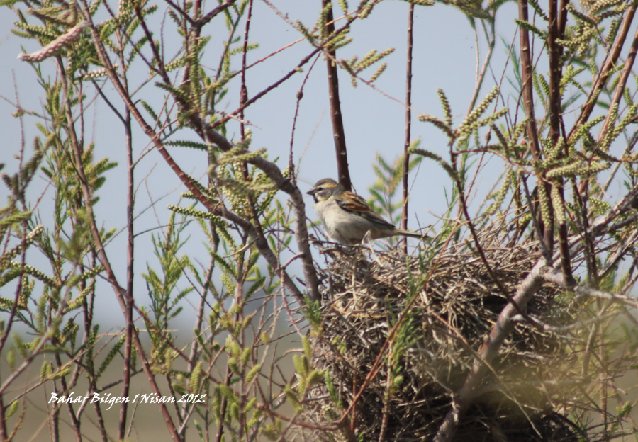 Dead Sea Sparrow