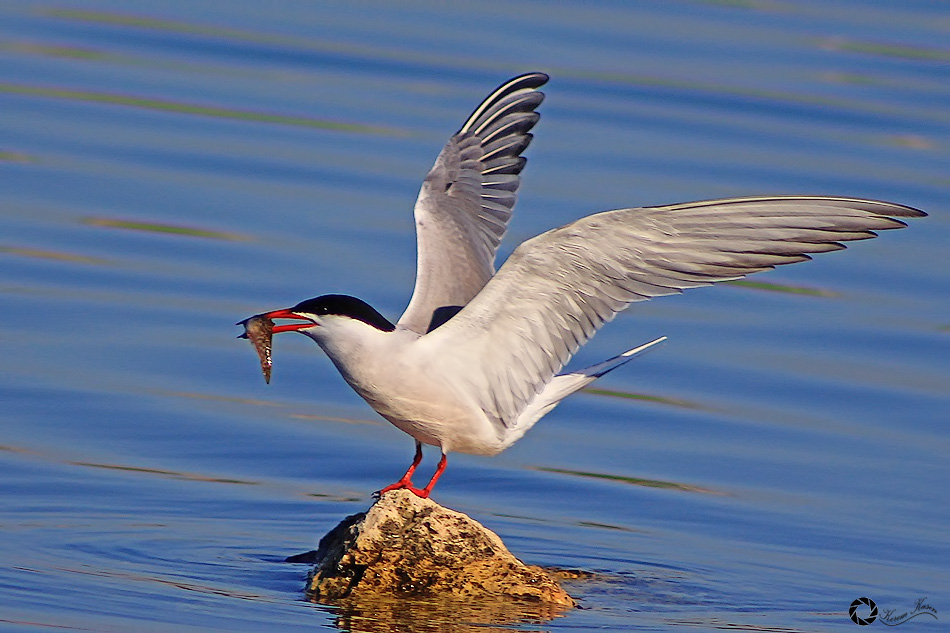 Common Tern