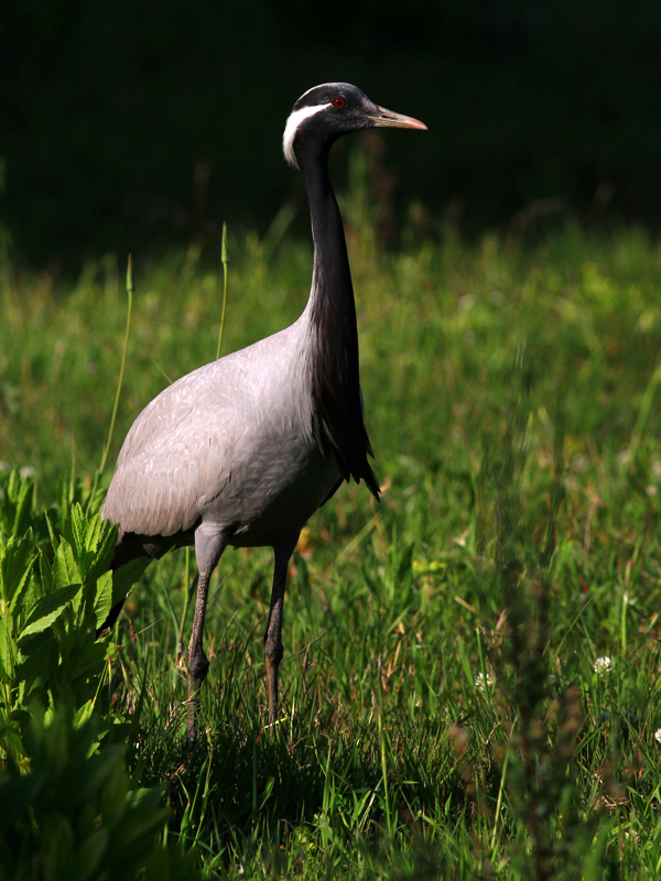 Demoiselle Crane