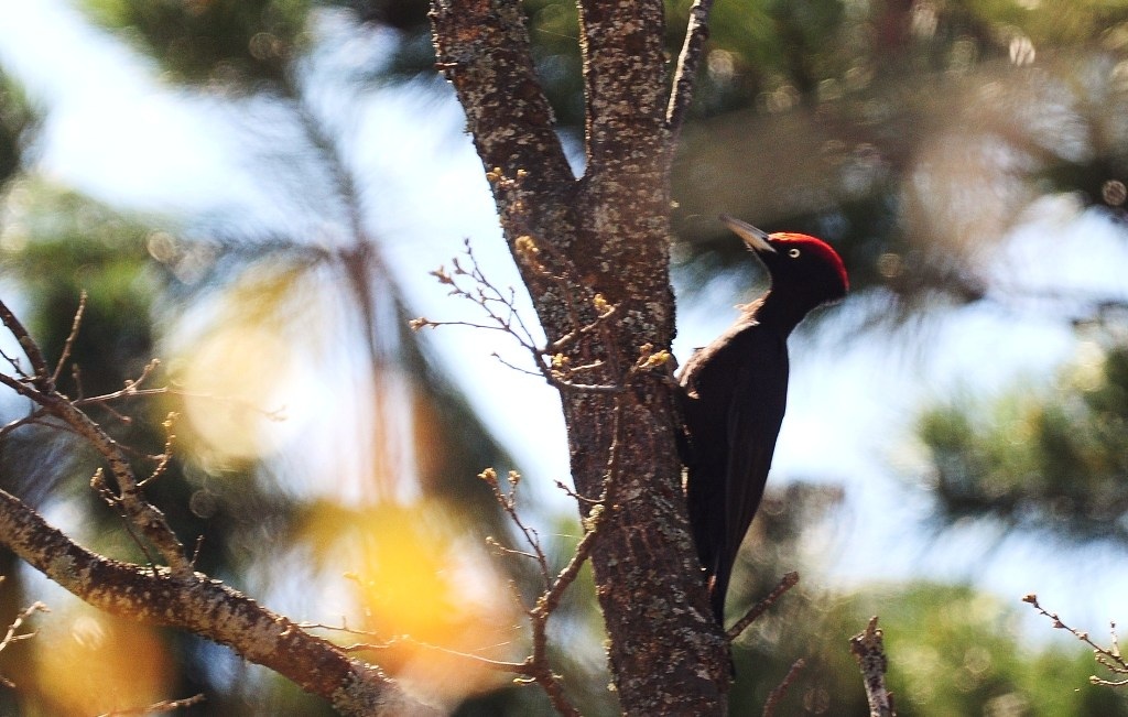 Black Woodpecker