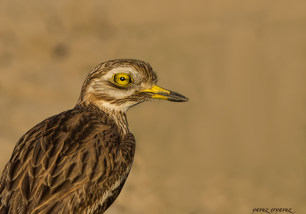 Eurasian Stone-curlew