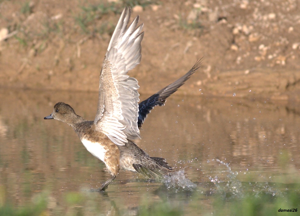 Eurasian Wigeon