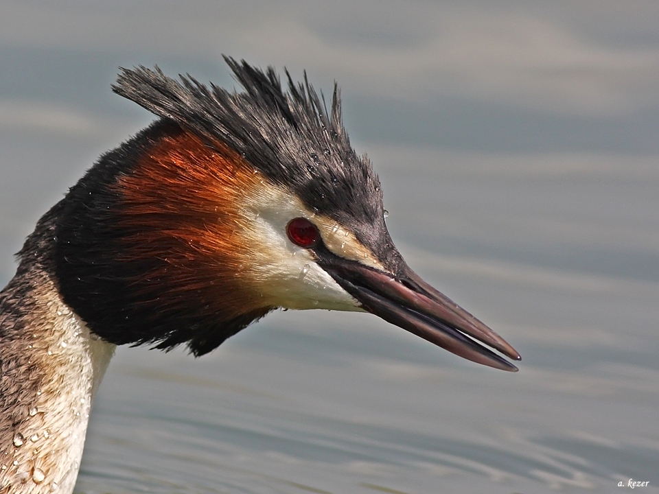 Great Crested Grebe