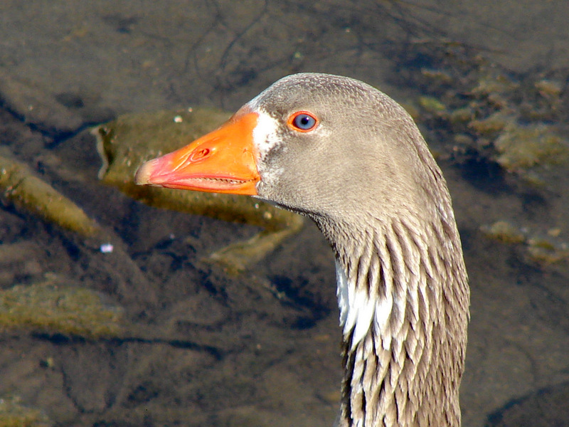 Greylag Goose