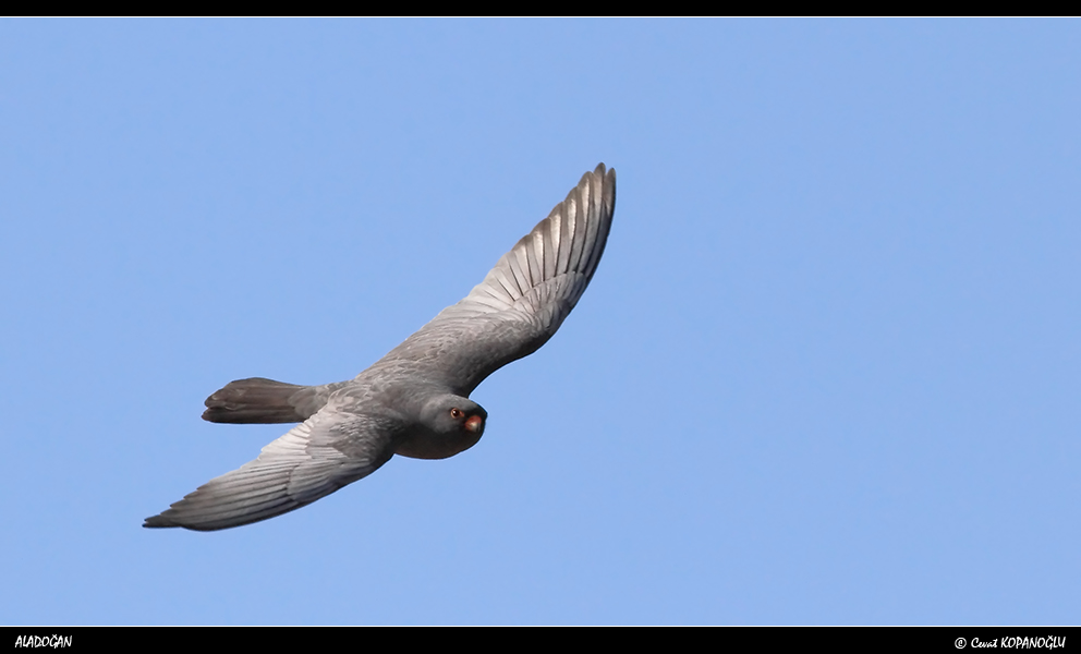 Red-footed Falcon