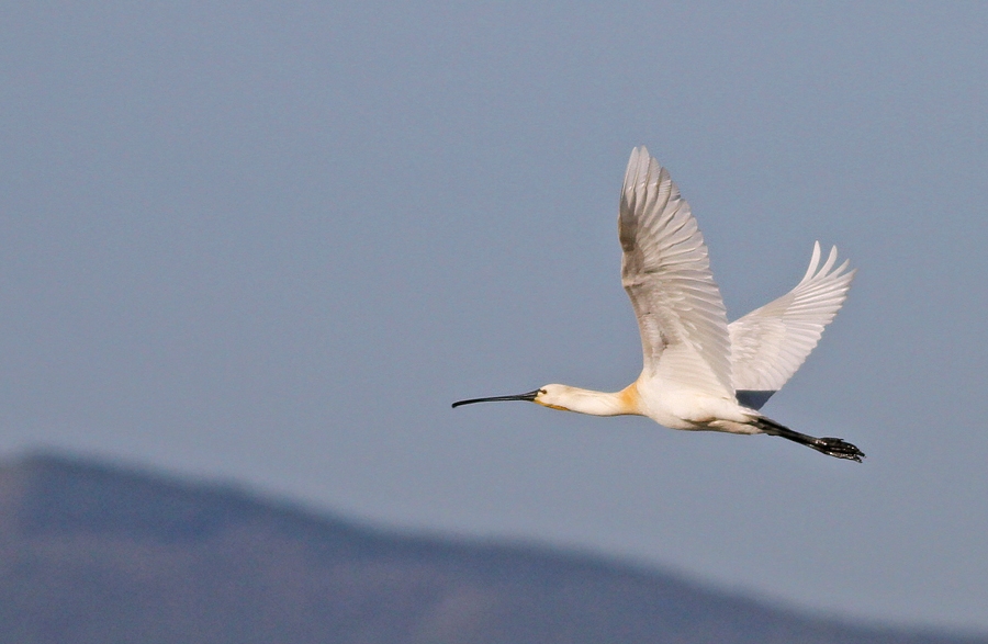 Eurasian Spoonbill