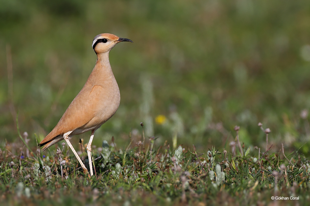 Cream-colored Courser