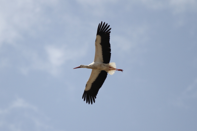 White Stork