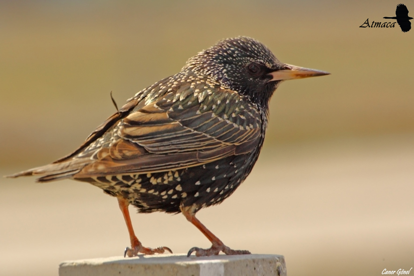 Common Starling