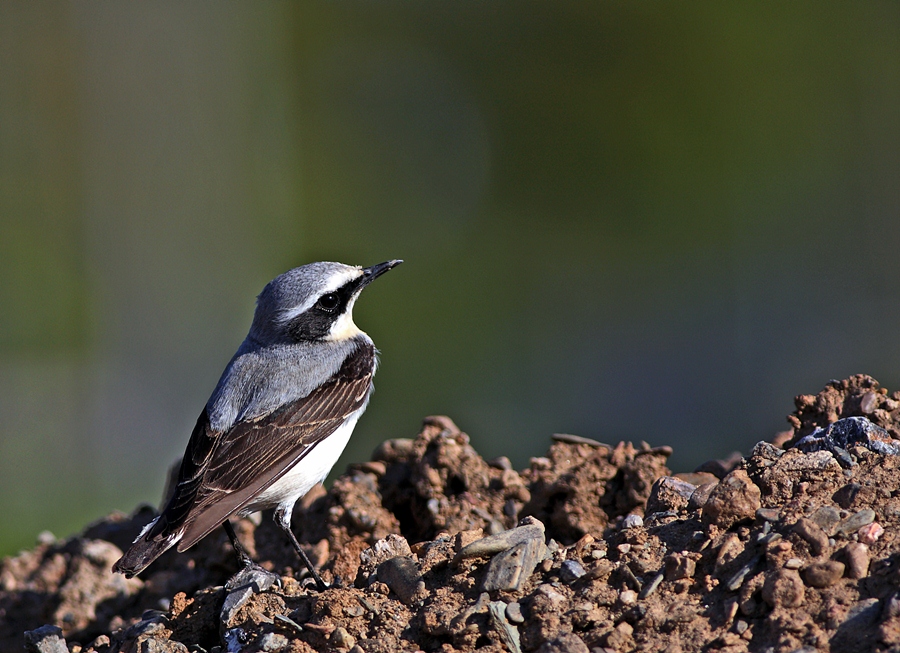 Northern Wheatear
