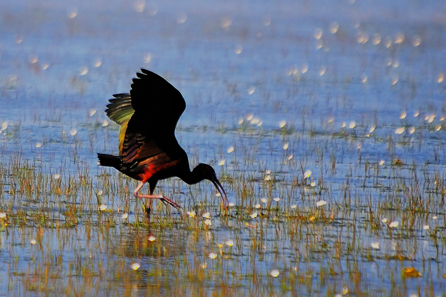 Glossy Ibis