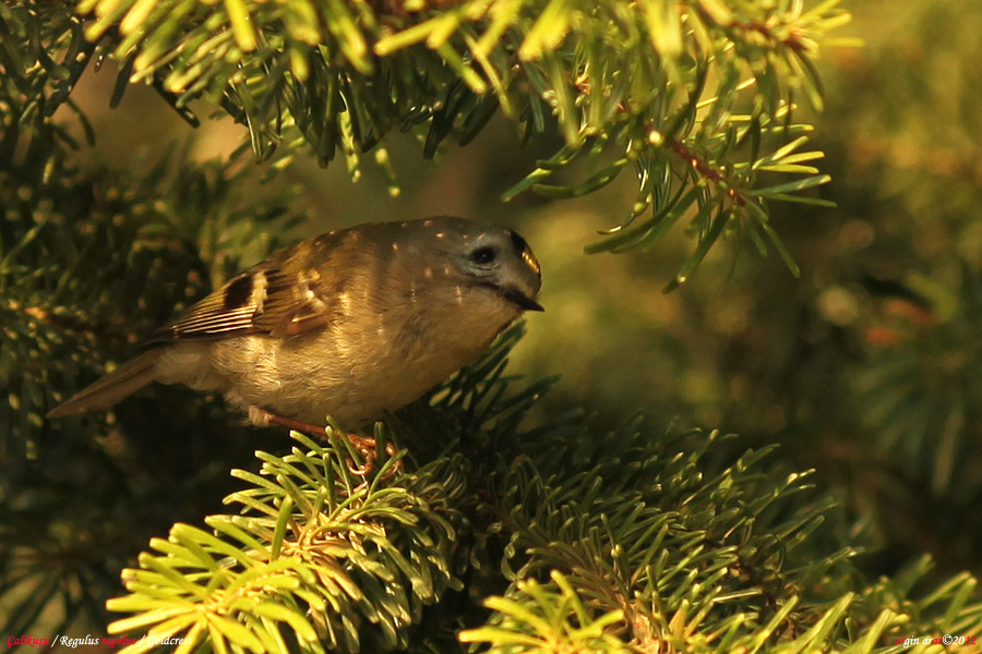 Goldcrest