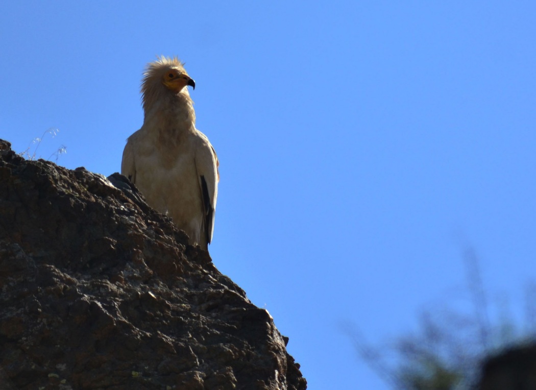 Egyptian Vulture