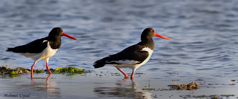 Eurasian Oystercatcher