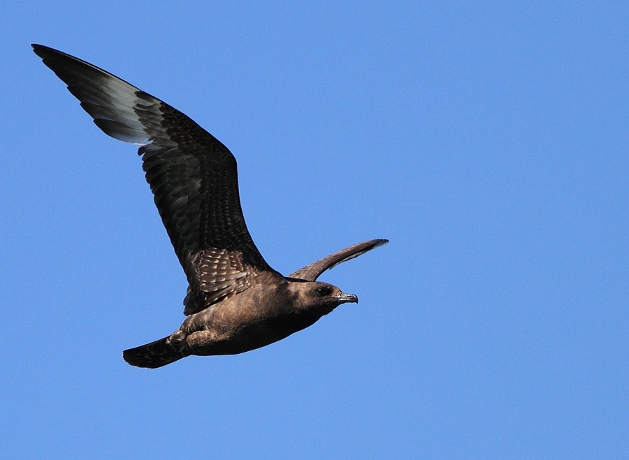 Parasitic Jaeger