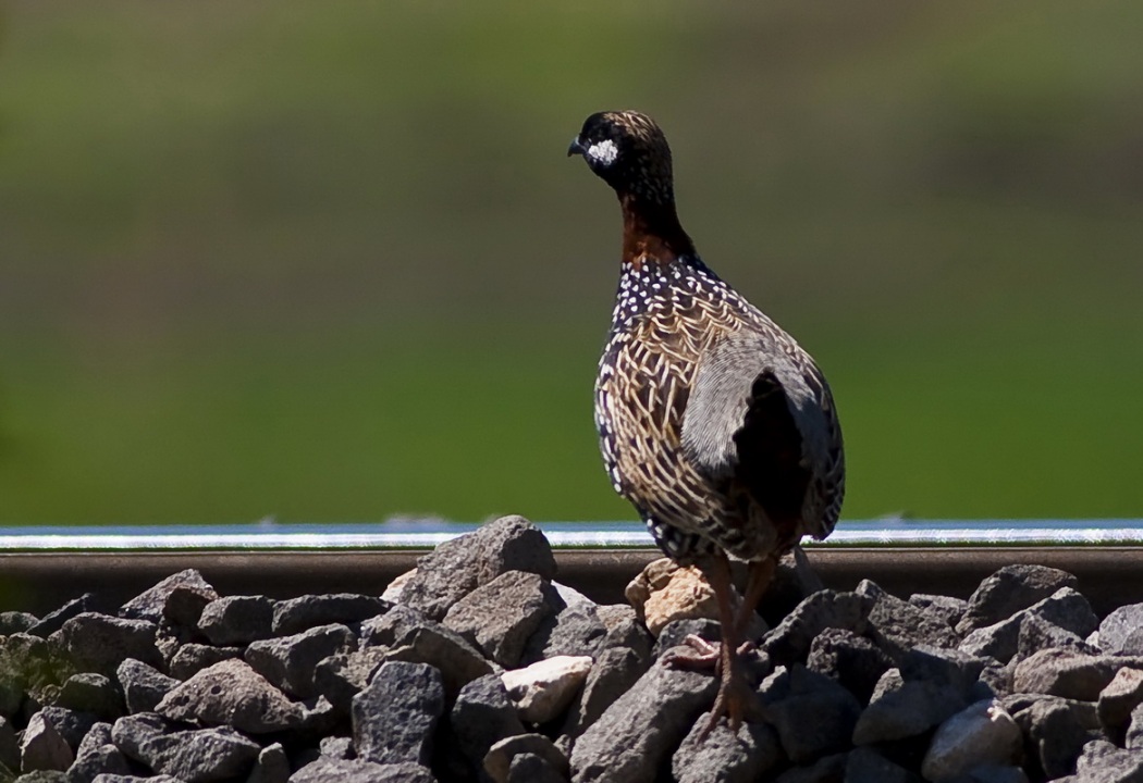 Black Francolin