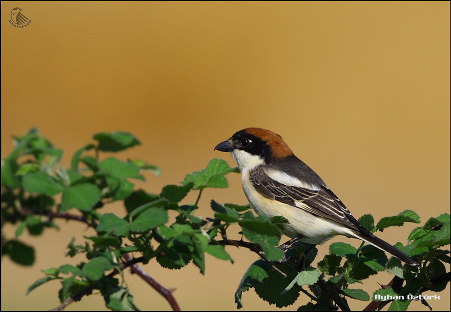 Woodchat Shrike