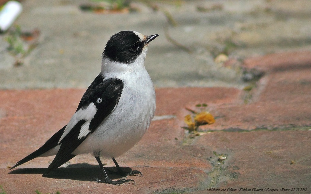 Collared Flycatcher