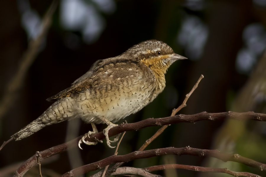Eurasian Wryneck