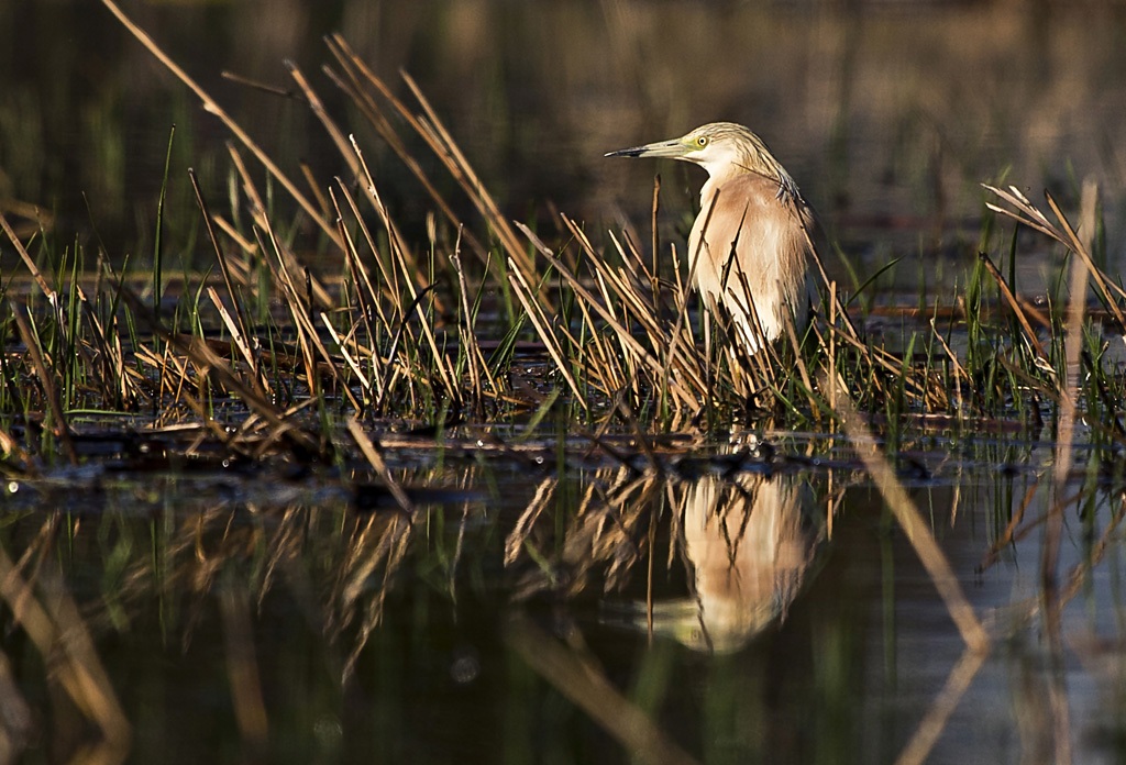 Squacco Heron