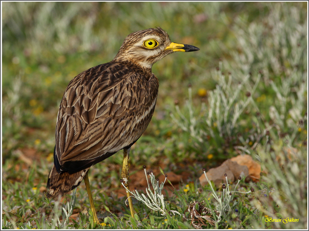 Eurasian Stone-curlew