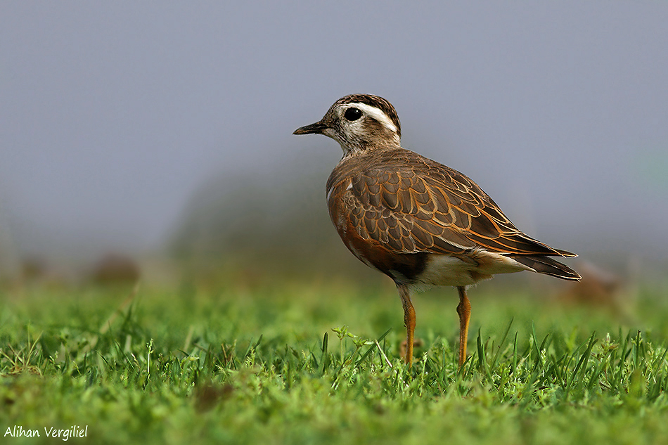Eurasian Dotterel