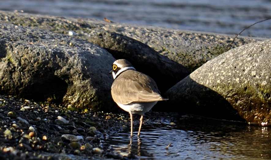 Little Ringed Plover
