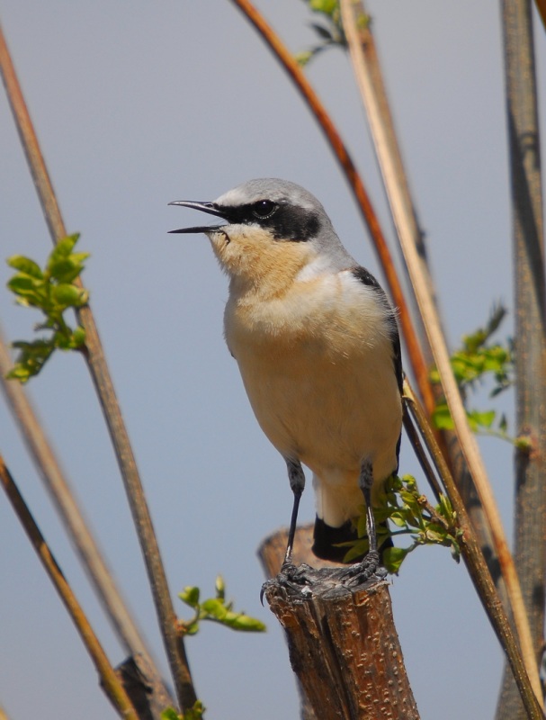 Northern Wheatear