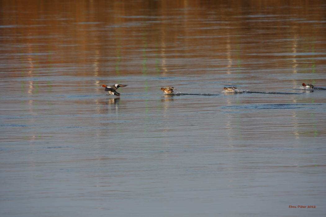 Eurasian Wigeon