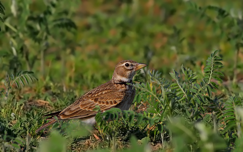 Calandra Lark