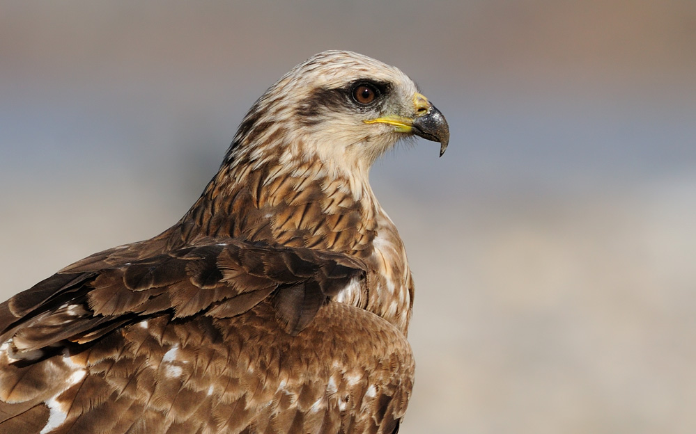 Black Kite