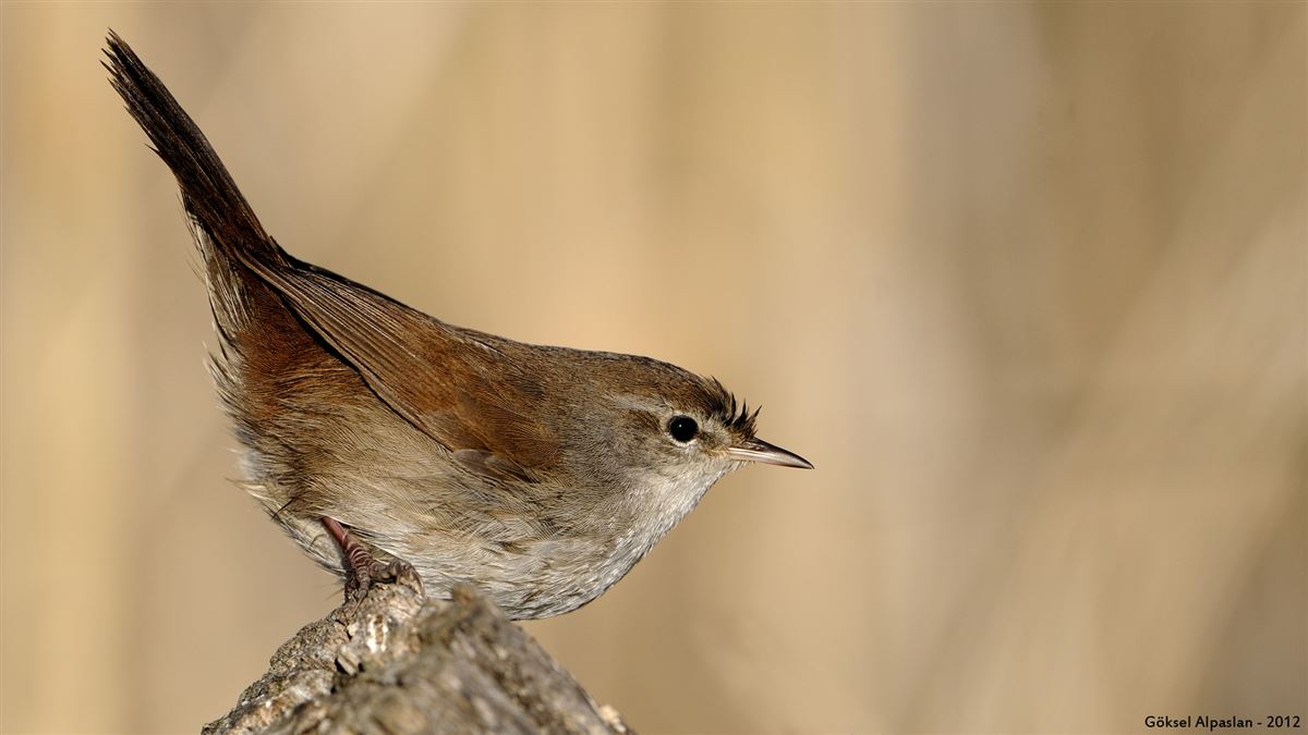 Cetti`s Warbler