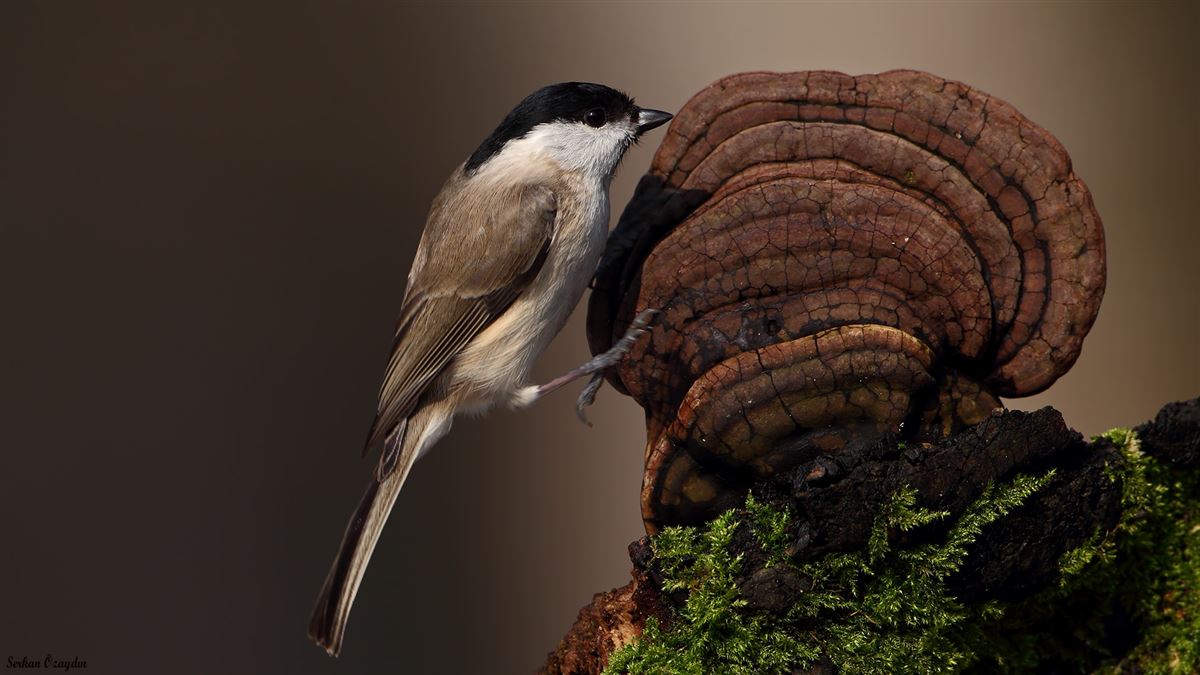 Marsh Tit