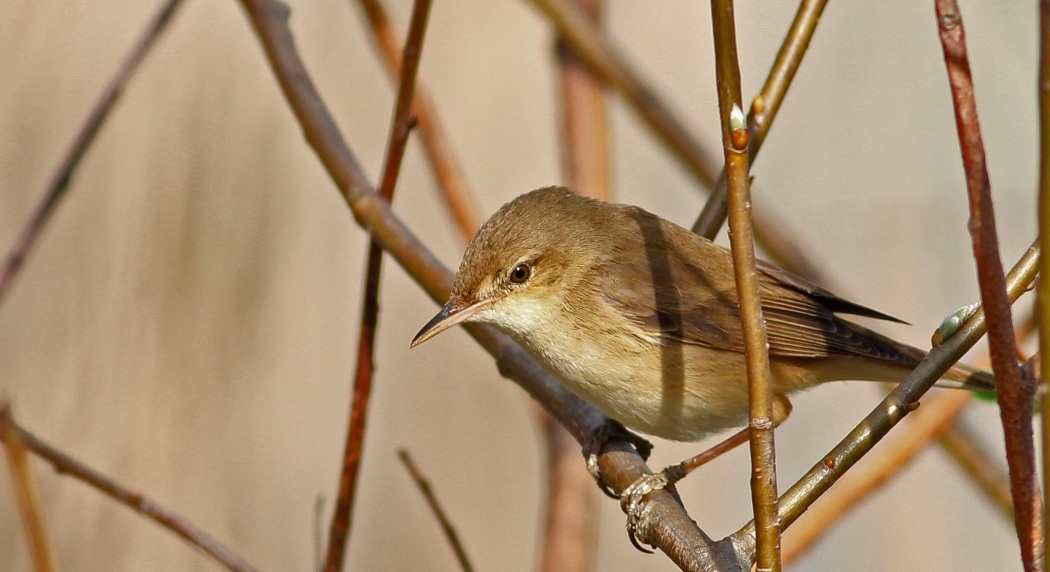 Common Reed Warbler