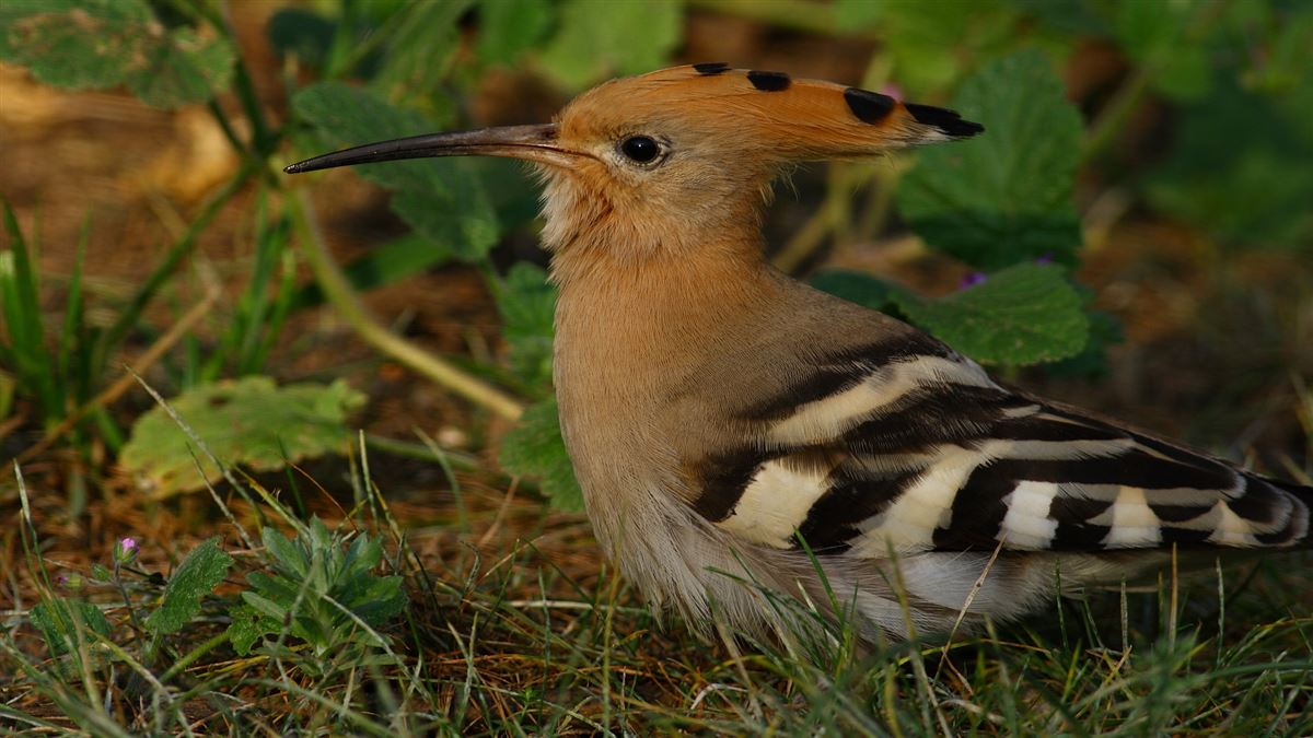 Common Hoopoe