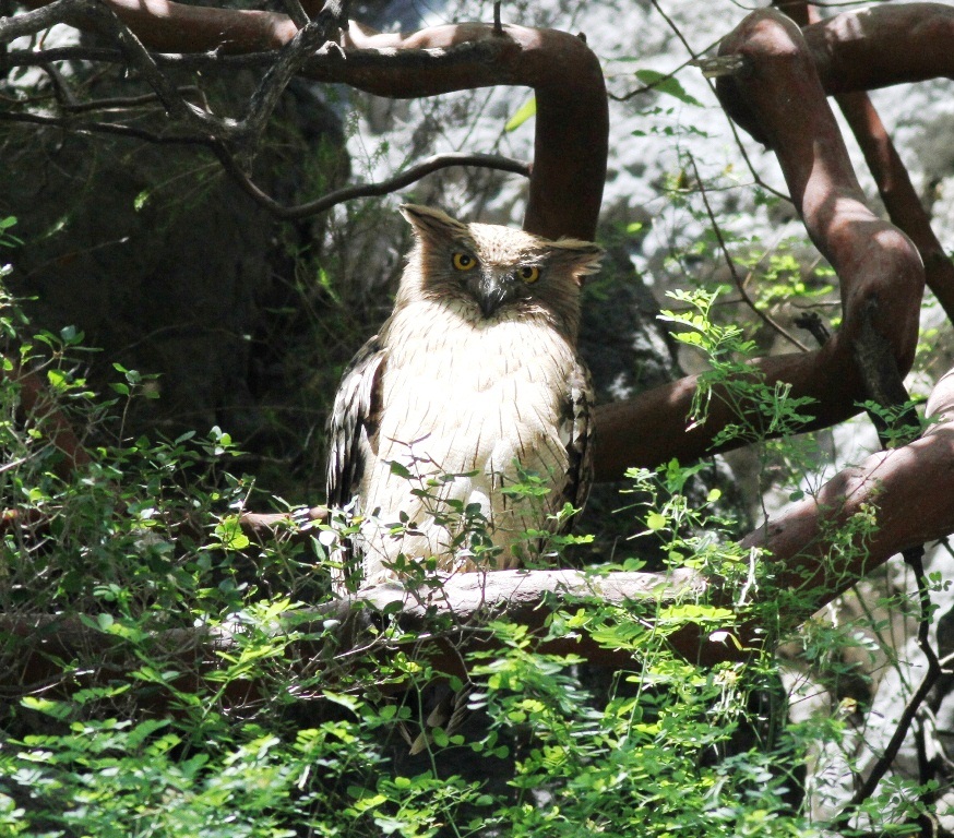 Brown Fish Owl