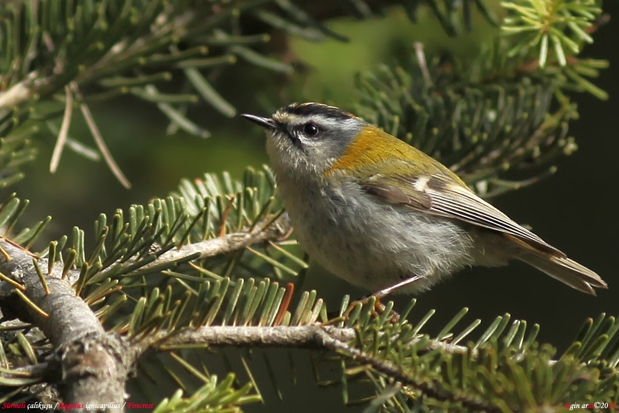 Common Firecrest