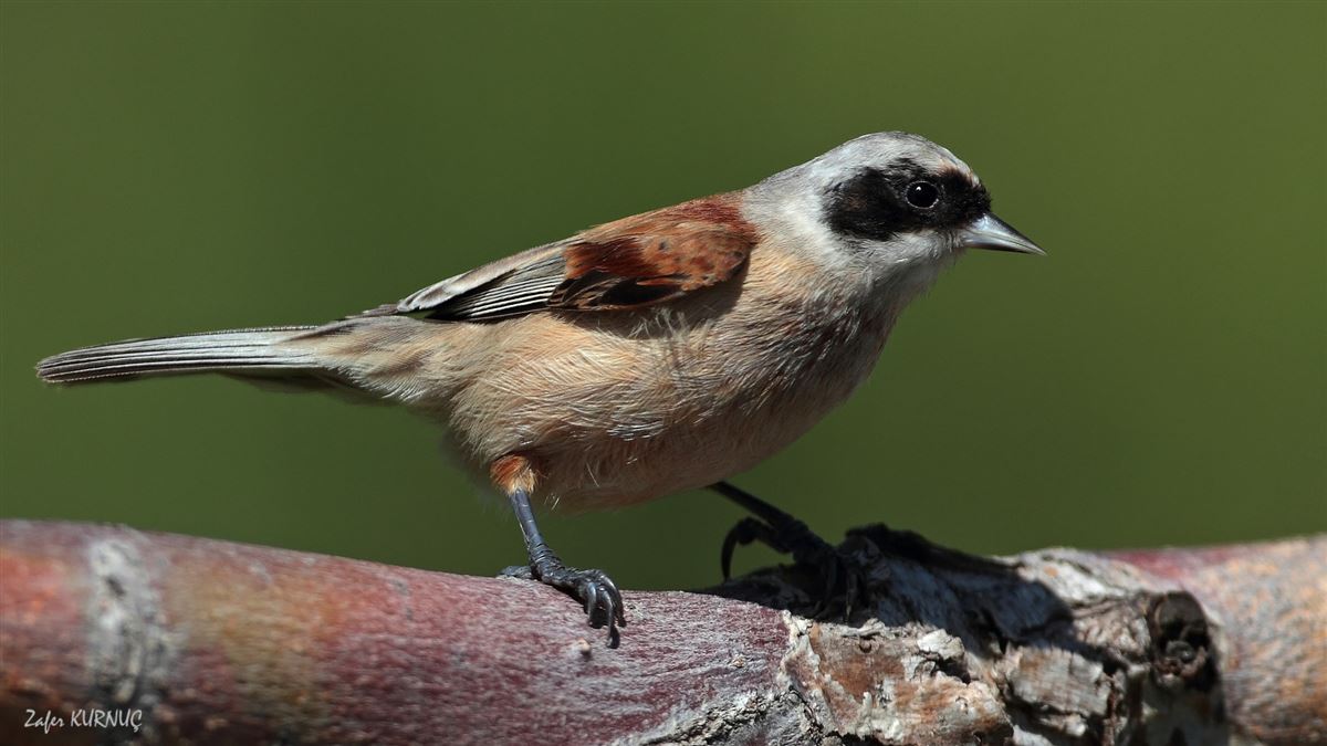 Eurasian Penduline Tit
