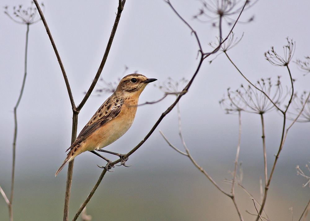 Whinchat