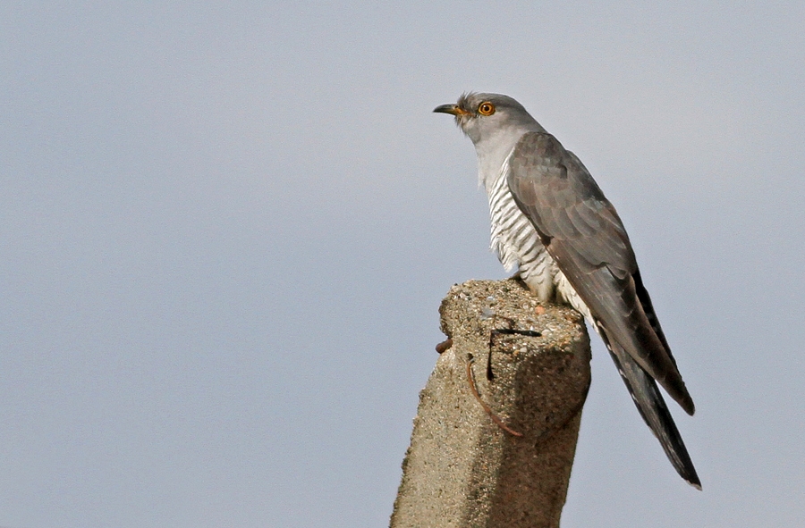 Common Cuckoo
