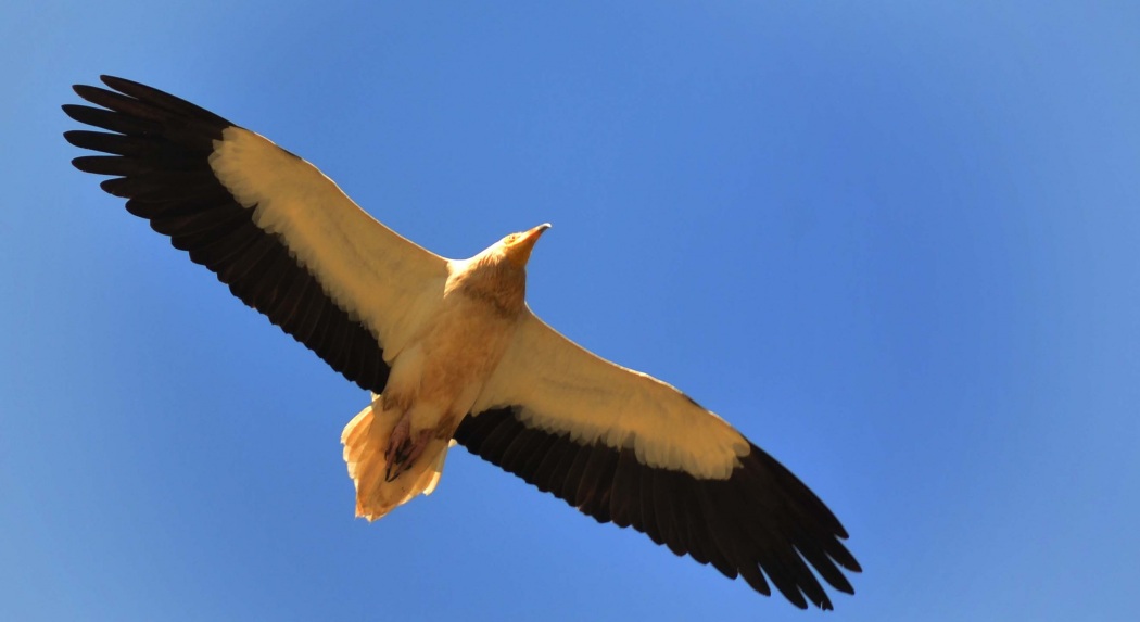 Egyptian Vulture
