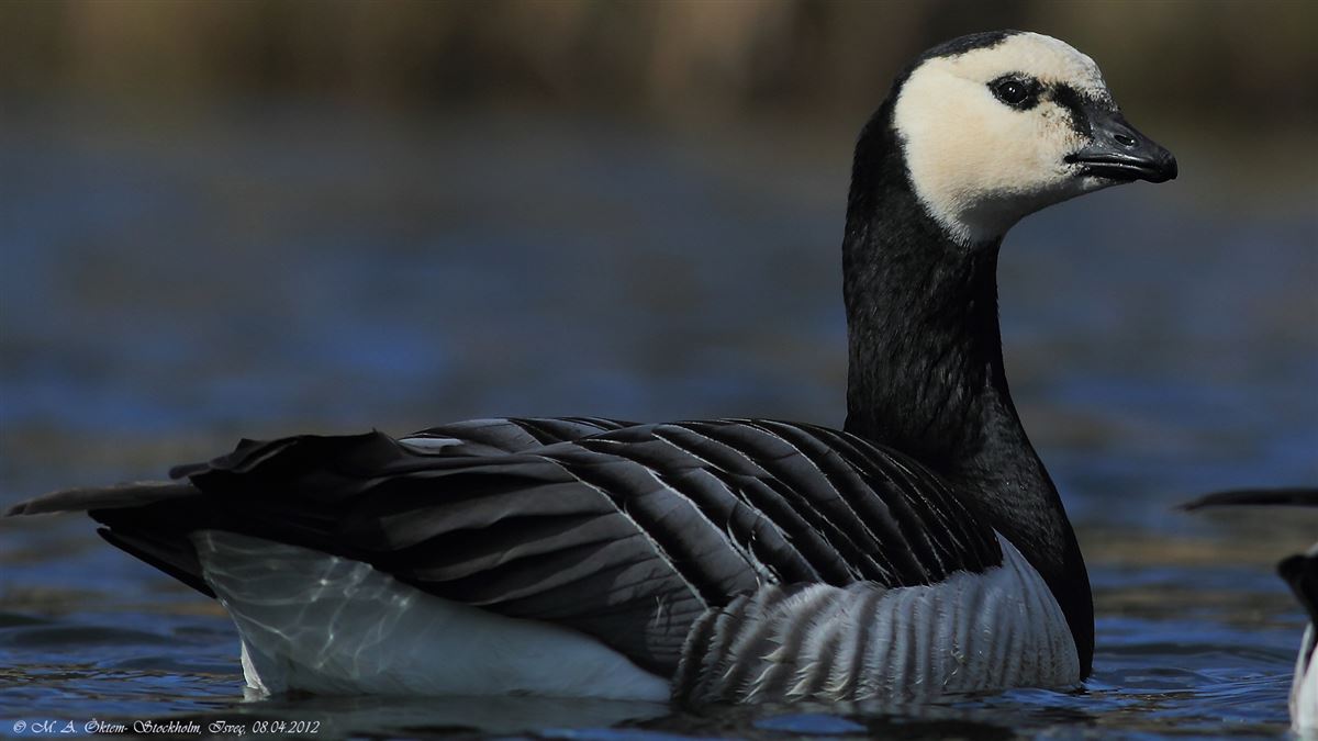 Barnacle Goose