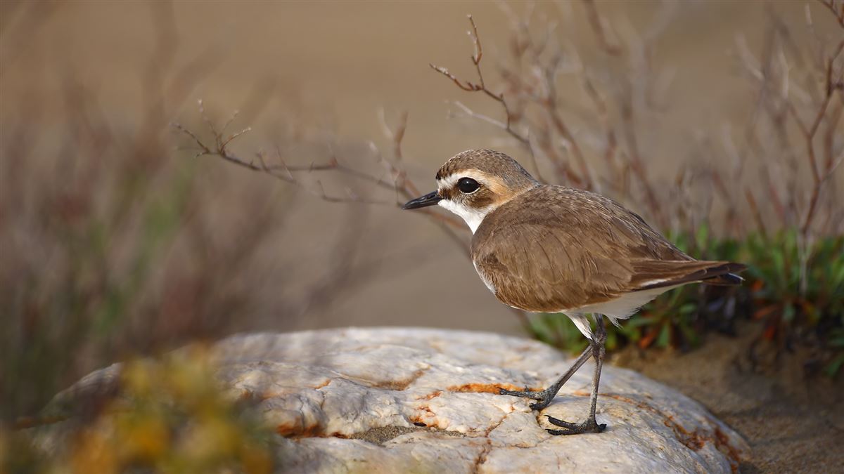 Kentish Plover